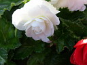 Белый розовый
