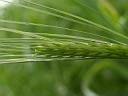 Зеленый пшеничный
