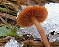 Зимний грибной