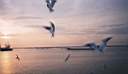 Volga sea-gulls