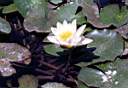 Water-lily in Barselona