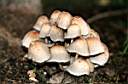 City mushrooms
